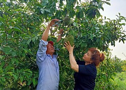 Cặp vợ chồng dị tính Tiền Giang trồng mãng cầu xiêm lưỡng tính, hái hàng tấn trái, bán rẻ cũng thu 50 triệu/tháng