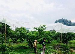 Có tấm áo này, mưa đá to bằng bi ve nông dân Mộc Châu vẫn yên tâm bảo vệ vườn mận hậu