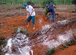 Kon Tum phát hiện ổ dịch cúm A/H5N1, 1.700 con gà vịt bị tiêu hủy