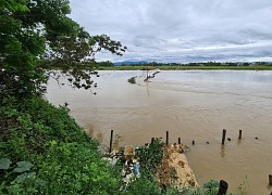 Mưa lớn gây vỡ đập tạm ngăn mặn trên sông Vĩnh Điện, Quảng Nam