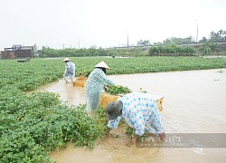 Mưa trái mùa dị thường, nông dân Quảng Nam trắng tay trong phút chốc