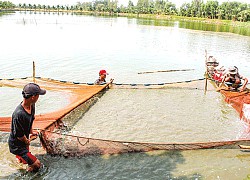 Người dân thả nuôi nhiều, giá cá tra giống tăng mạnh, cao kỷ lục 2 năm qua