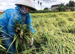 Nơm nớp nỗi lo mùa màng thất bát do mưa lớn