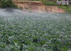 Nông dân ở vùng đất này của Sơn La trồng những loại rau gì mà giàu lên trông thấy?