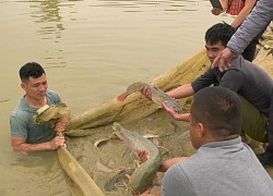 Nuôi loài cá đặc sản nhìn như cá nheo, ông nông dân Lào Cai kéo lưới lên bắt toàn con to, bán đắt tiền