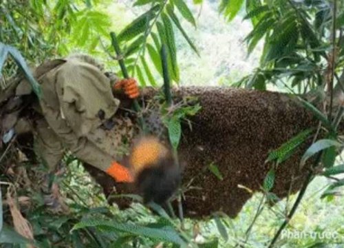 Thợ rừng mất hơn nửa tiếng leo lên cây cao lấy mật: Chạm tay vào rồi nhưng không được