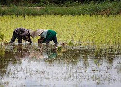 &#8216;Trò chơi&#8217; diệt nạn chuột phá hoại mùa màng của nông dân Lào