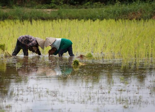 'Trò chơi' diệt nạn chuột phá hoại mùa màng của nông dân Lào