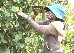 Trồng tiêu trúng mùa, giá tiêu bán cao, thu tiền tỷ, vì sao vẫn có nông dân Gia Lai kêu không lãi nhiều?