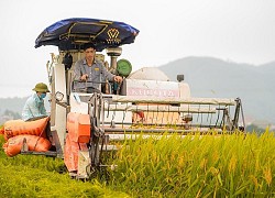 Yên Bái: Anh nông dân chia sẻ bí quyết chăm lúa năng suất cao, nhiều người trầm trồ