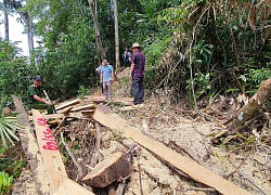 Quảng Nam: 2.850ha rừng "bỗng dưng biến mất"