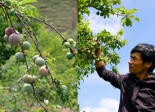 Cứ ngỡ vườn mận tam hoa này ở miền Bắc, hóa ra ở Lâm Đồng, cây thấp tè đã ra đầy trái, bán 70-100.000 đồng/kg