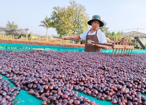 Đây là cách trồng cà phê "tưởng lười mà hóa siêng" ở Đắk Nông, hạt cà phê dân ở đây bán giá 65.000 đồng/kg