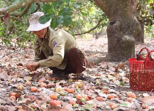 Điều mất mùa, rớt giá khiến nông dân lo lắng