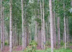 Hóa ra không phải ai cũng biết cách trồng thứ cây có bạt ngàn trên rừng, trồng keo thế nào cho đúng?