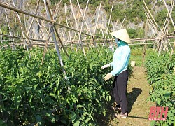 Huyện Cẩm Thủy phát triển kinh tế gắn với bảo đảm quốc phòng - an ninh