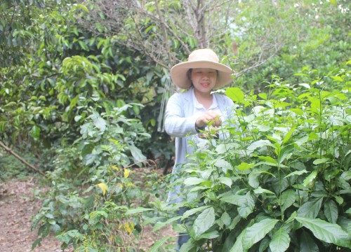 Loài cây này dân trồng làm hàng rào cho đẹp như cây cảnh giờ là thứ rau đặc sản không dễ tìm ở Quảng Nam