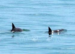 Mexico nỗ lực bảo vệ loài cá heo vaquita sắp tuyệt chủng