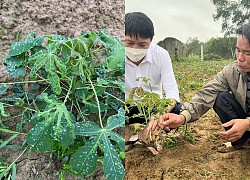 Nghệ An: Sắn vừa nảy mầm khỏi đất đã bị dịch bệnh tấn công, lá xoăn tít, còi cọc, nông dân lo mất ăn