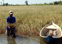 'Núi' nước trên sông Mê Kông đe dọa vụ lúa hè thu