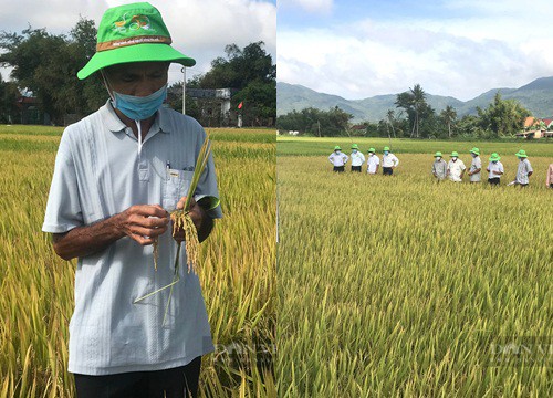 ThaiBinh Seed nấu cơm từ một loại gạo mới mời nông dân dùng thử và cái kết "nức lòng"