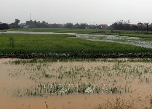 Trên 30.000 ha lúa, rau màu và thủy sản còn bị ngập úng