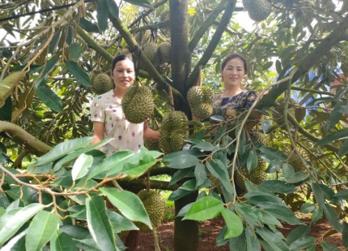 Trồng loài cây ví như "cây nhà giàu" trong vườn tiêu, nông dân này Đắk Lắk giàu lên thật luôn