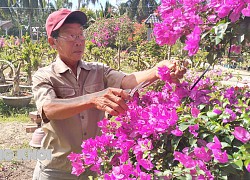 Trồng thứ cây cảnh gì mà ra hoa cản không kịp, có cây cao cấp ông nông dân Bến Tre bán được tới 50-70 triệu?