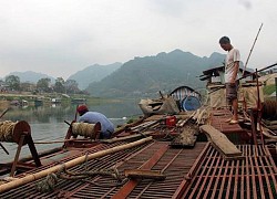 Tuyên Quang: Xuống sông Lô đóng lồng nuôi toàn cá đắt tiền, có cả loài cá tiến vua, thương lái tranh nhau mua