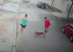 Clip: Cậu bé bị chó Pitbull tấn công dữ dội và màn giải cứu gay cấn