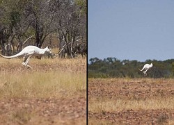 Phát hiện kangaroo màu trắng hiếm có ở Australia