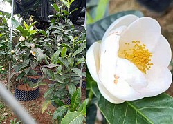 Bạch hải đường lên cơn sốt, rao bán 1,2 tỷ đồng/cây, được săn mua như vàng ròng