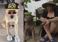 Củ Tỏi - chú chó hot TikTok bị "bế" đi trong đêm, cô chủ xin chuộc 50 triệu