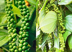 Giá tiêu hôm nay 11/4: Giảm 1.500 - 2.500 đ/kg trong tuần qua
