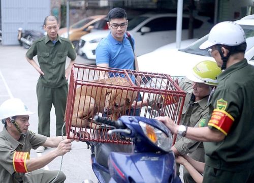 Hà Nội lập gần 600 đội bắt chó thả rông