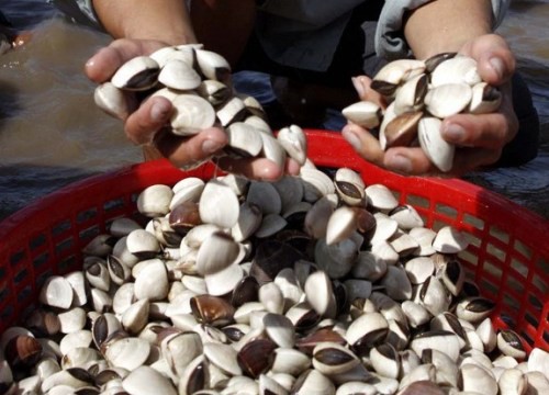 Nhuyễn thể hai mảnh vỏ hút thị trường khó tính