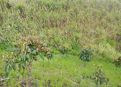 Phát hiện thi thể nam sinh lớp 8 trên nương mía với nhiều vết đâm ở lưng