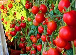 Vườn nông sản ban công cấp rau củ cho dân Trung Quốc trong cảnh phong tỏa