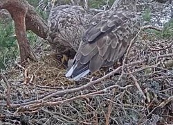 Đại bàng đuôi trắng xuất hiện ở Scotland, camera giấu kín ghi lại cận cảnh ấp trứng