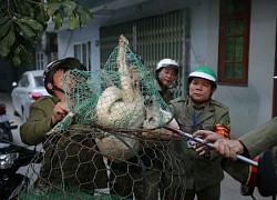 Gần 600 đội bắt chó thả rông ở Hà Nội hoạt động thế nào?