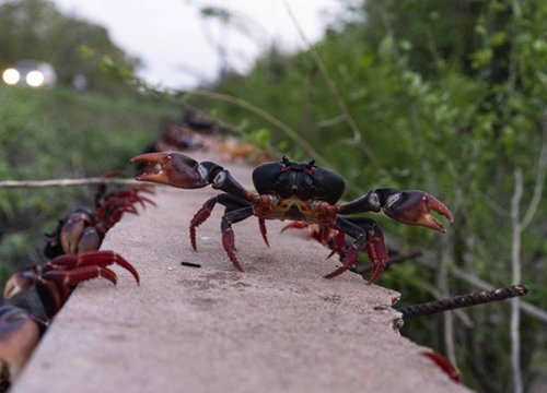 Cận cảnh đàn cua đỏ 'xâm lăng' đường xá ở Cuba