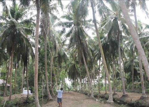 Sâu đầu đen hại dừa bùng phát ở Trà Vinh