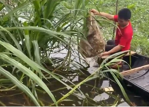 Thả vỏ bao xi măng xuống nước, sau 1 đêm người đàn ông có thu hoạch bất ngờ: Đó là gì?