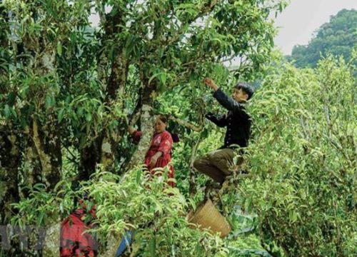 Ngắm rừng chè cổ thụ quý ở Điện Biên, chiêm ngưỡng Cây di sản Việt Nam