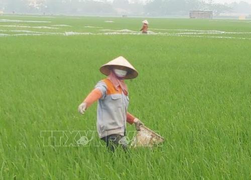 Theo dõi chặt tình hình sâu bệnh gây hại trên lúa Đông Xuân ở miền Bắc