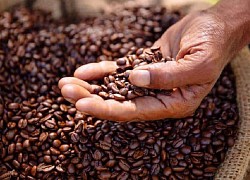 Giá cà phê hôm nay 23/4: Giá robusta tăng vọt bất ngờ, bị dự báo không bền bởi lý do gì?