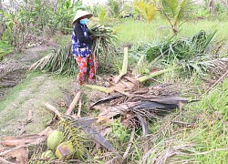 Phòng trừ sâu đầu đen hại dừa bằng các giải pháp sinh học