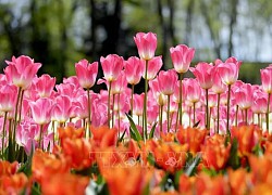 Đắm chìm trong 'biển hoa' tại Lễ hội hoa tulip Istanbul