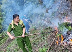 Cao Bằng: Phát hiện diện tích thuốc phiện trồng trong rừng sâu