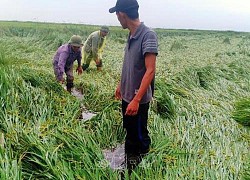 Mưa, gió lớn khiến hơn 2.700 ha lúa ở Quảng Bình bị ngập, ngã đổ